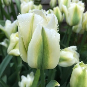 Tulpe "Spring Green" 